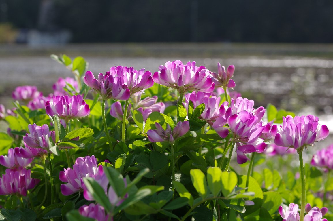 レンゲソウ レンゲソウ