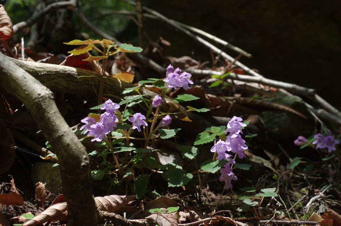 オチフジ オチフジ