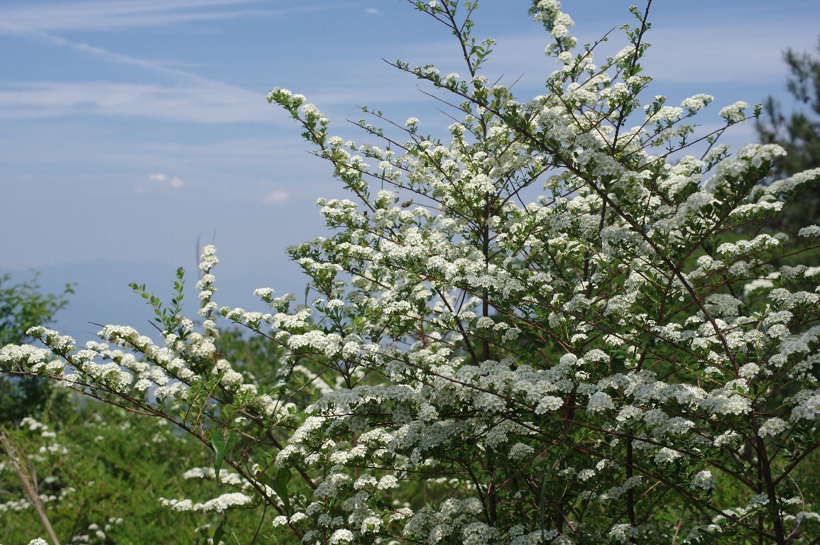 キイシモツケ キイシモツケ