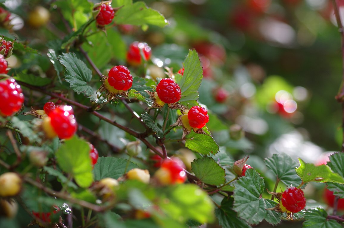 ニガイチゴ ニガイチゴ