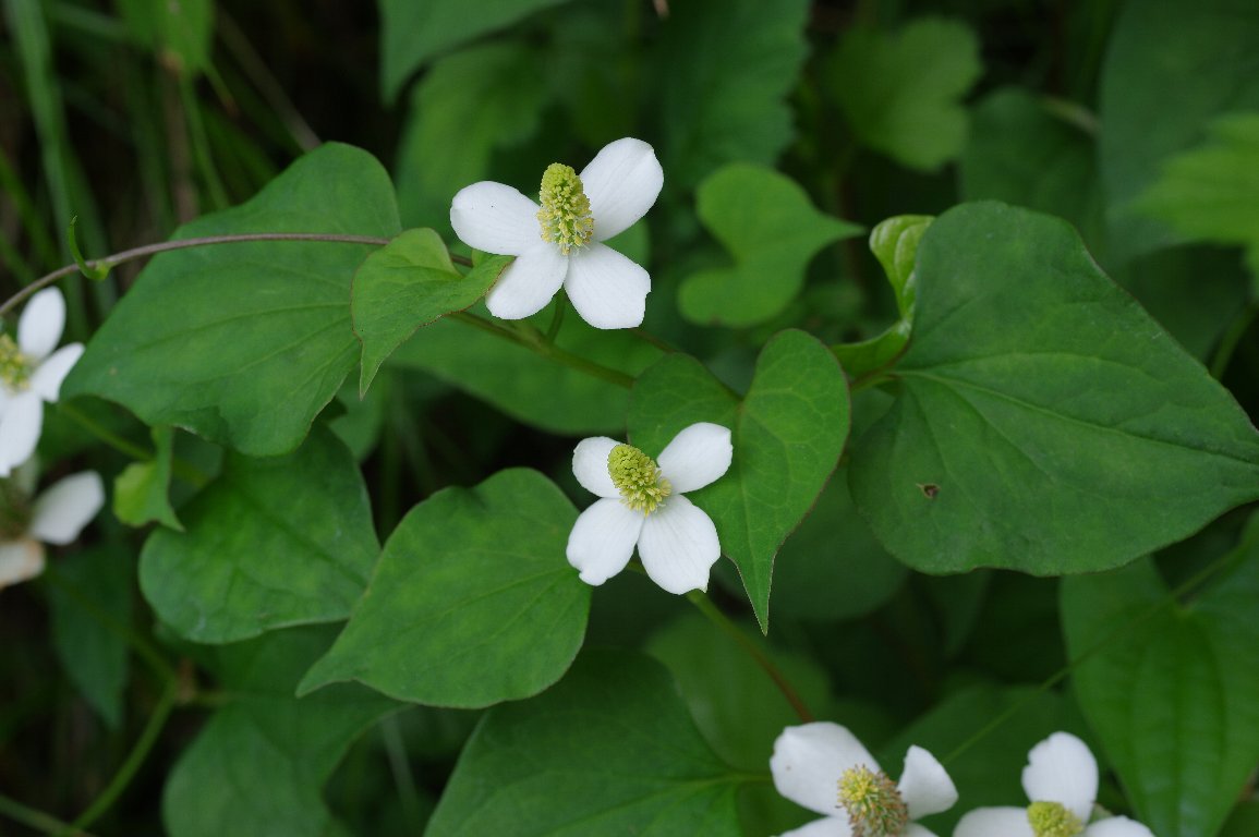 ドクダミ ドクダミ