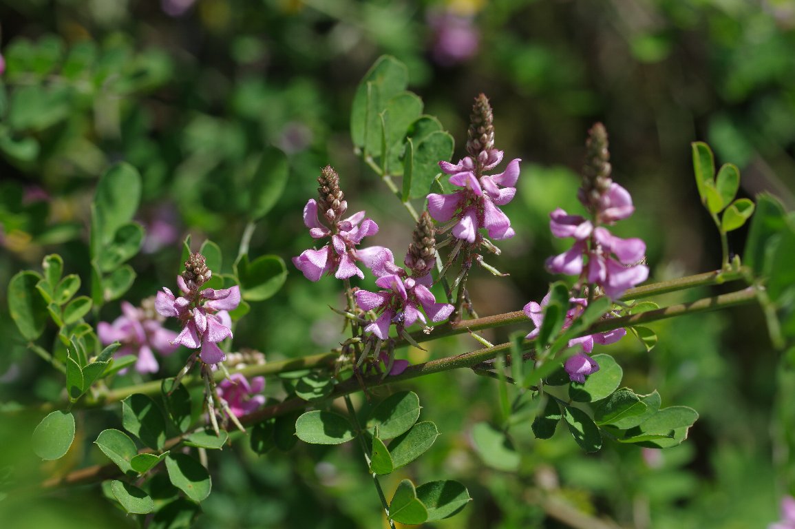 コマツナギ コマツナギ