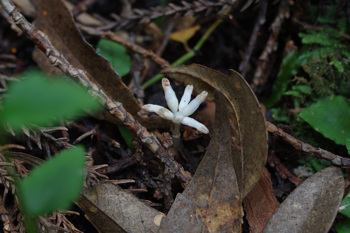 ヒナノシャクジョウ ヒナノシャクジョウ