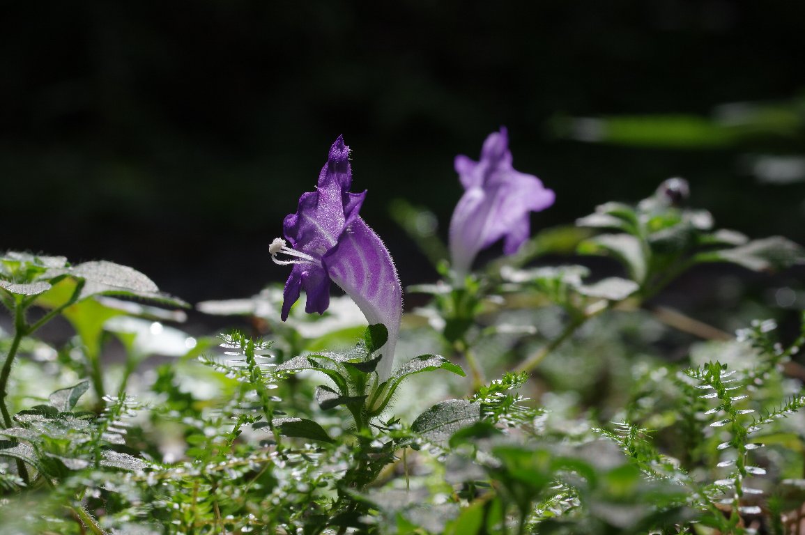 ユキミバナ ユキミバナ