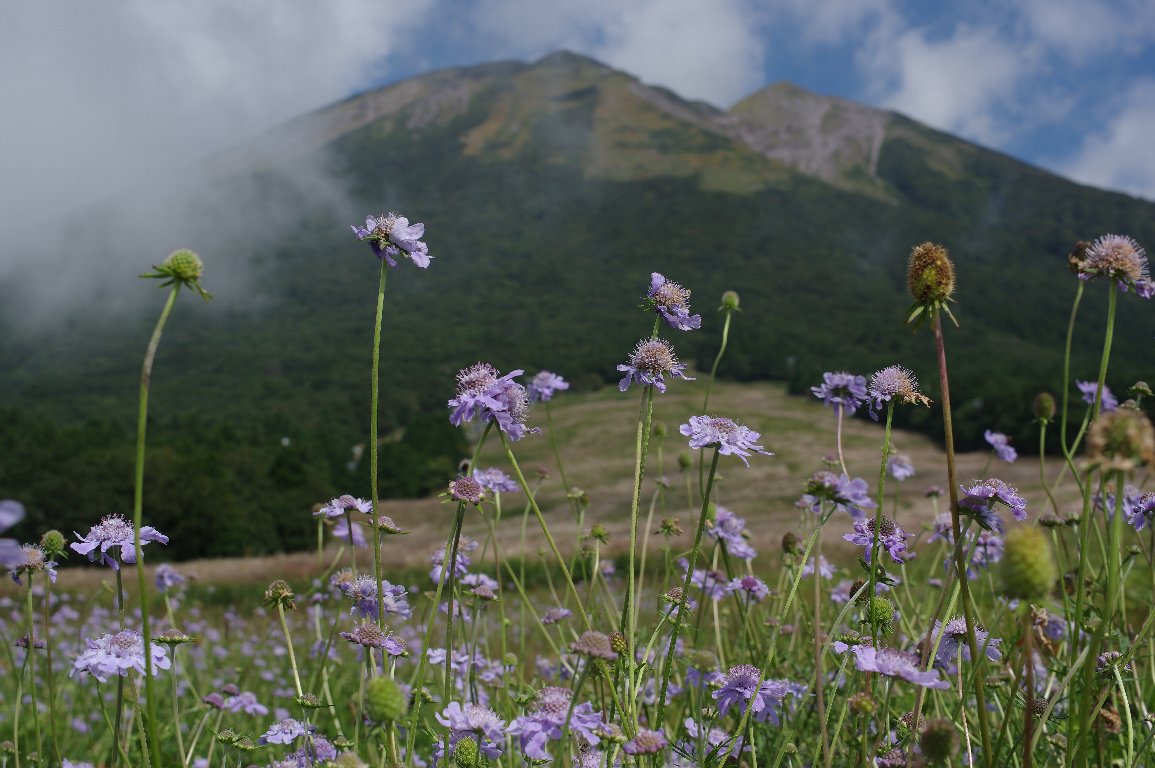 マツムシソウ マツムシソウ