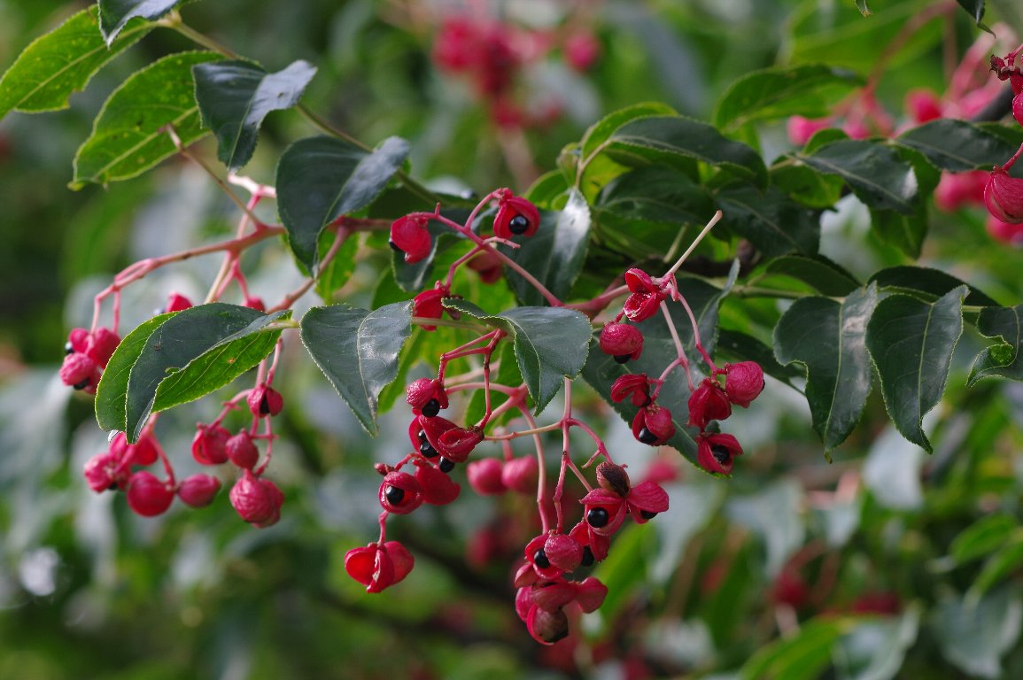 ゴンズイ ゴンズイ