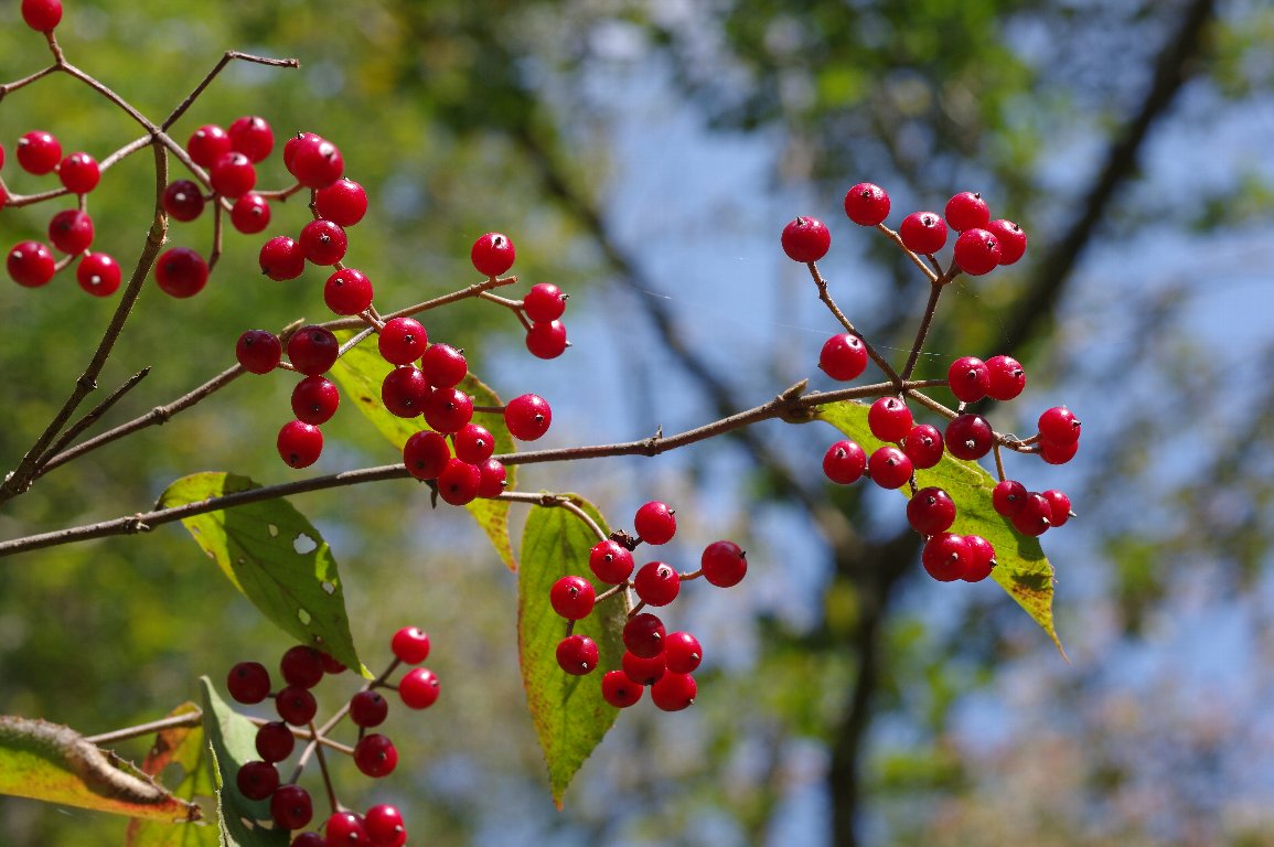 �R�o�m�K�}�Y�~