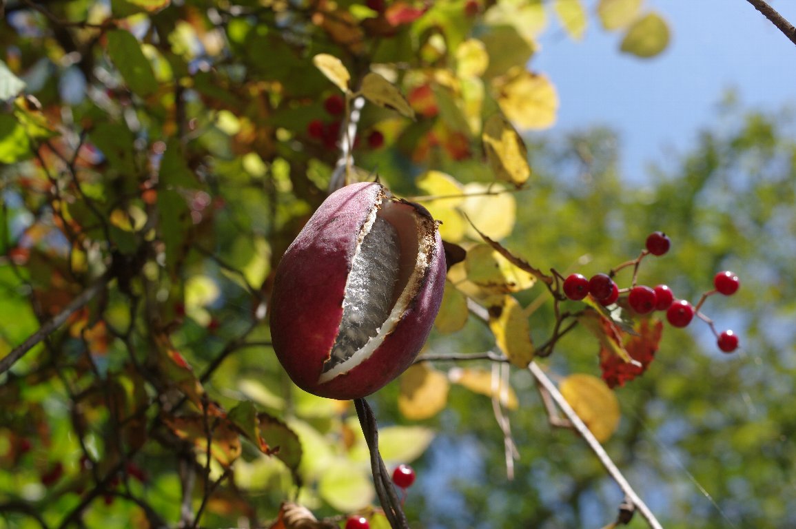 ミツバアケビ ミツバアケビ