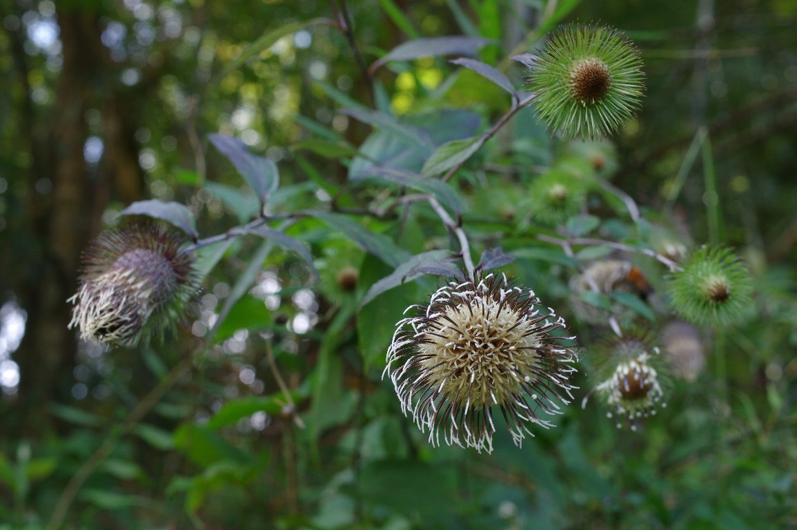 �L�N�o���}�{�N�`