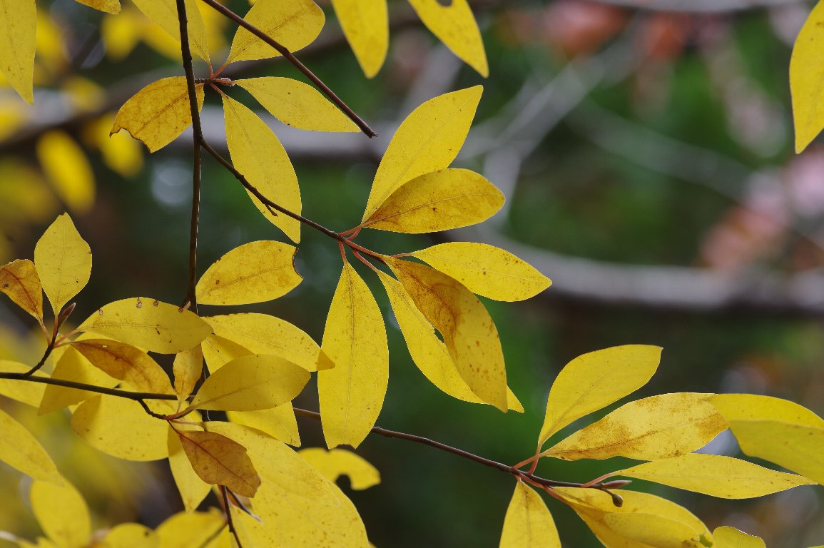 クロモジ クロモジ