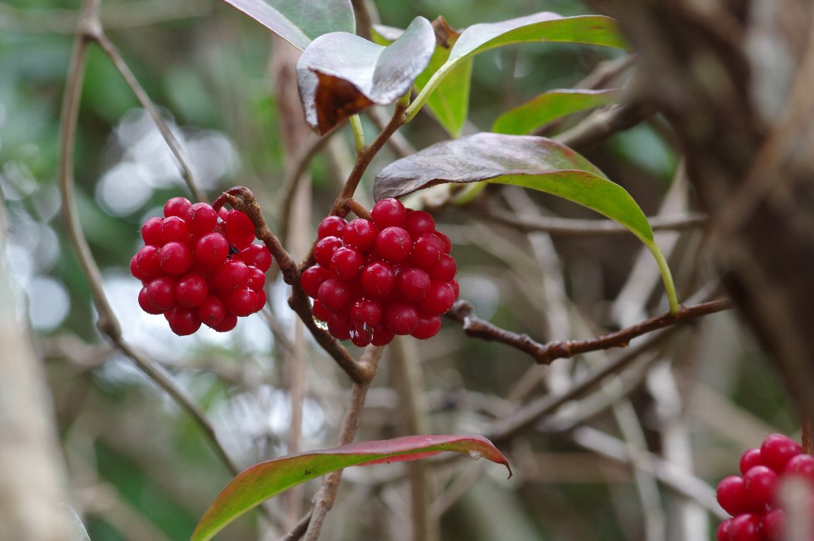 �T�l�J�Y��