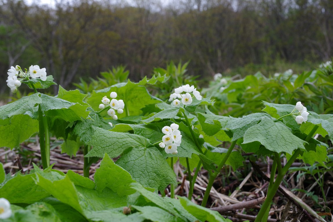 �T���J���E