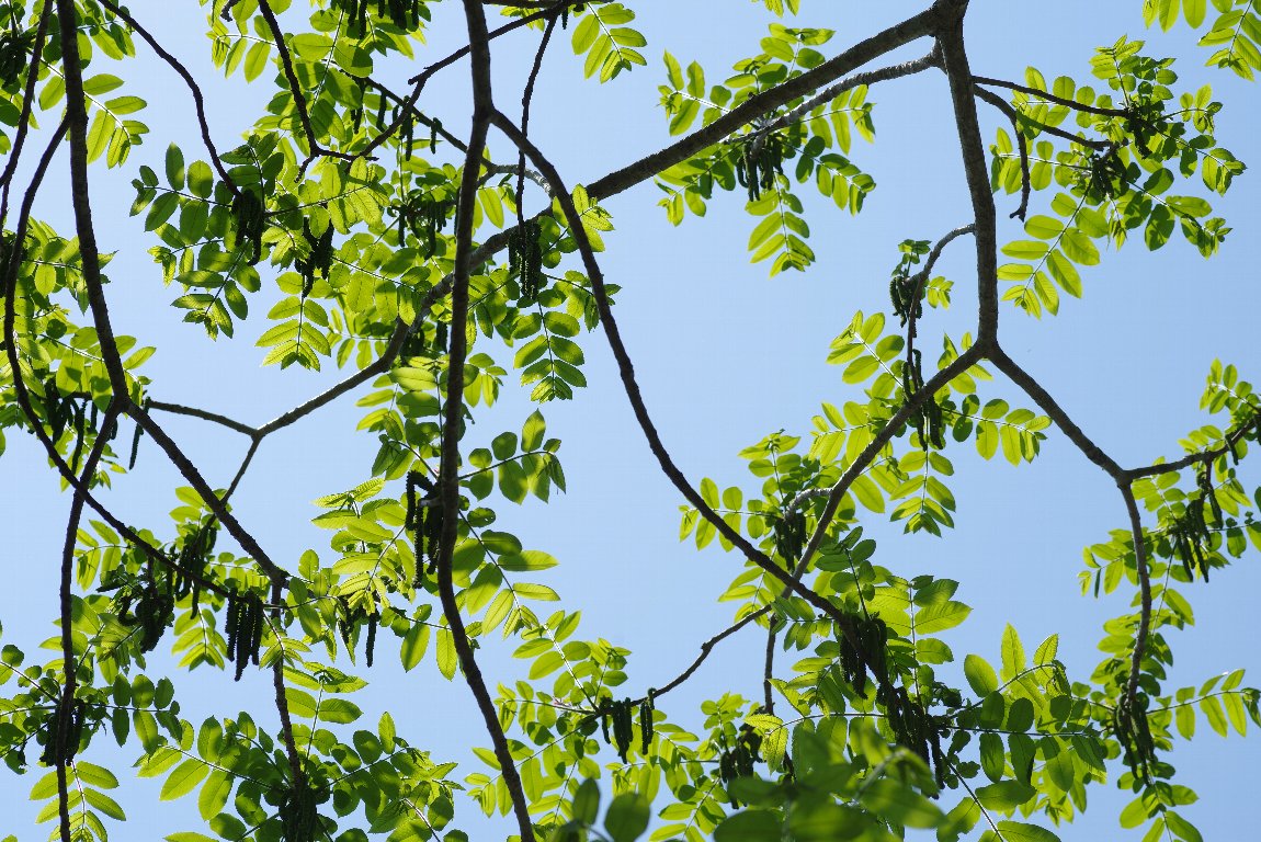 �I�j�O���~