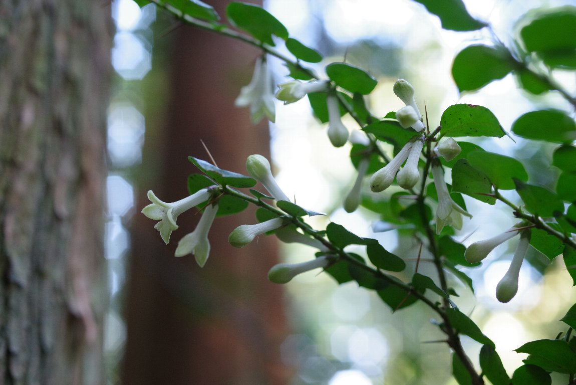 �A���h�I�V