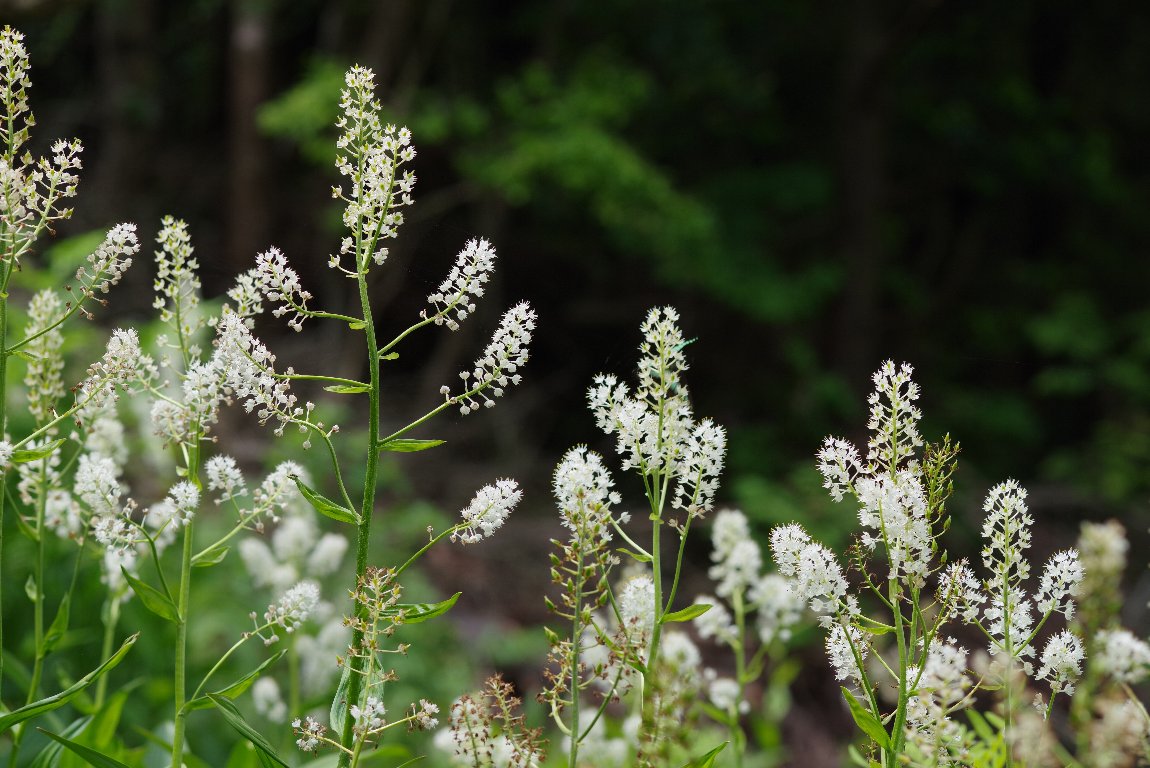 �~�J���o�C�P�C�\�E