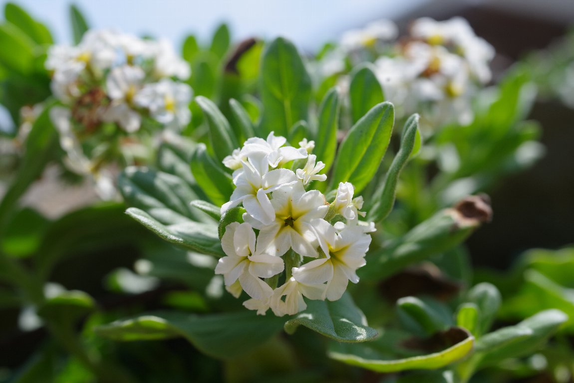 �X�i�r�L�\�E