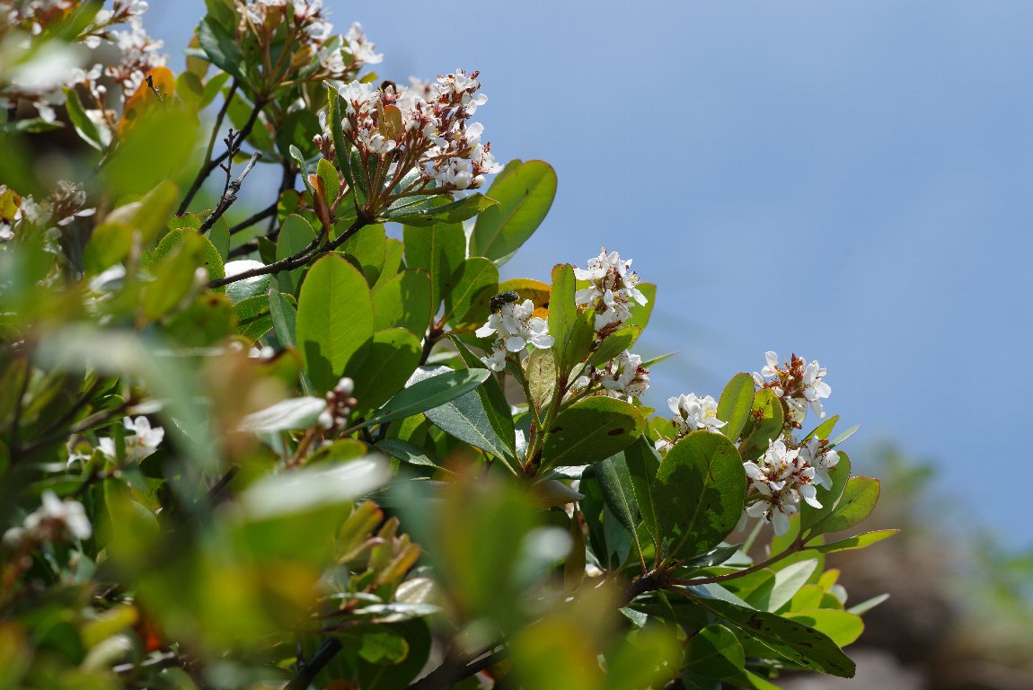 �V�������o�C