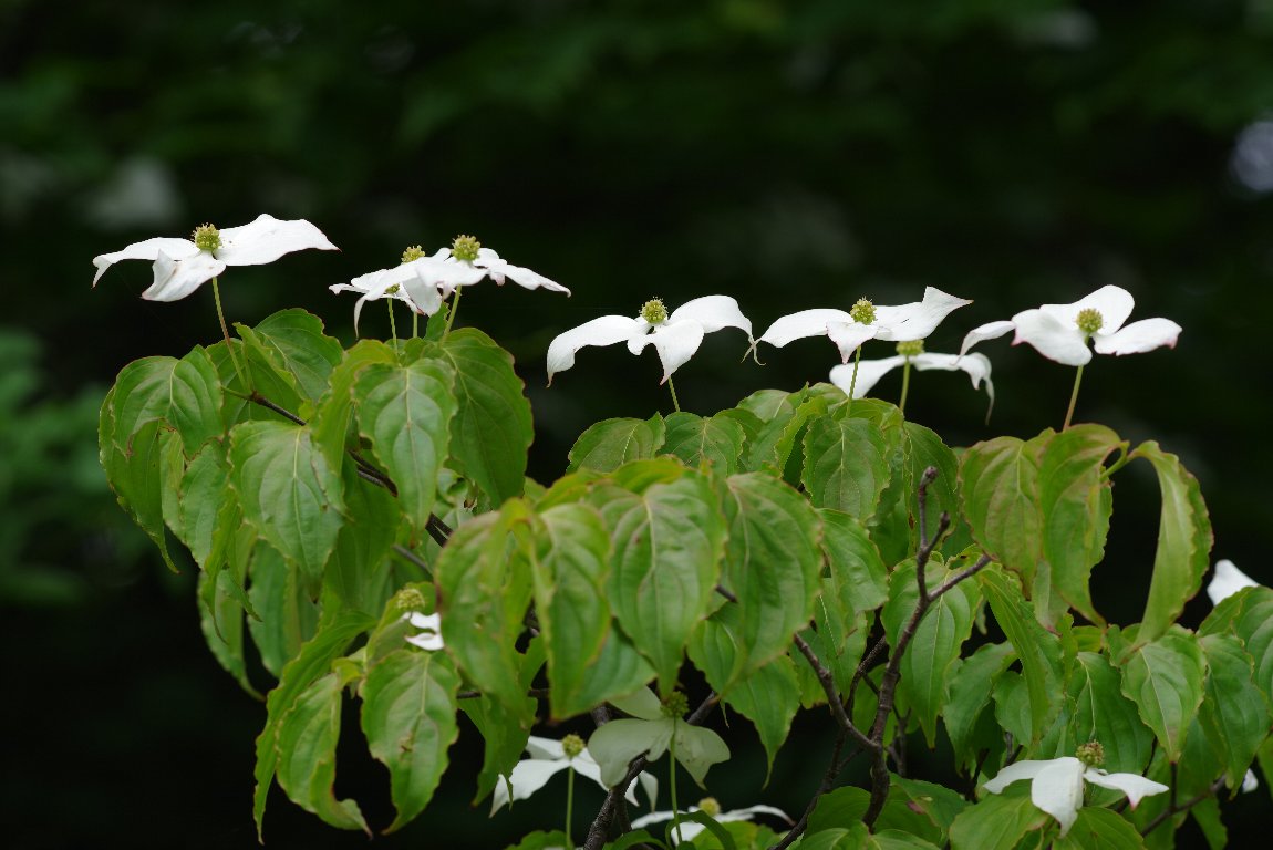 ���}�{�E�V