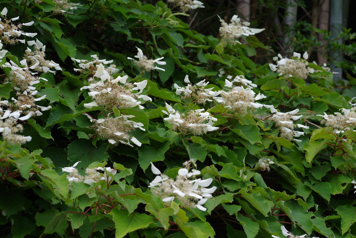 �C���K���~