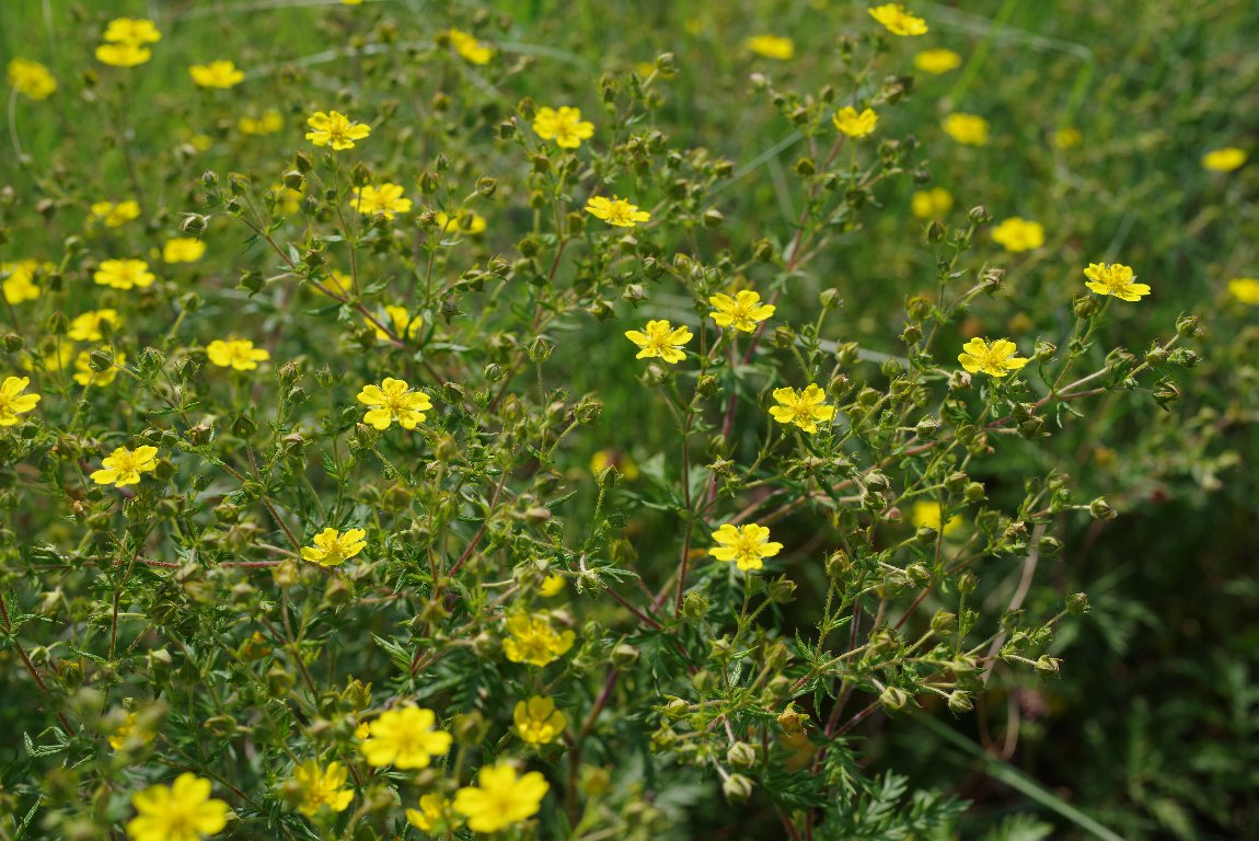 �J�����T�C�R