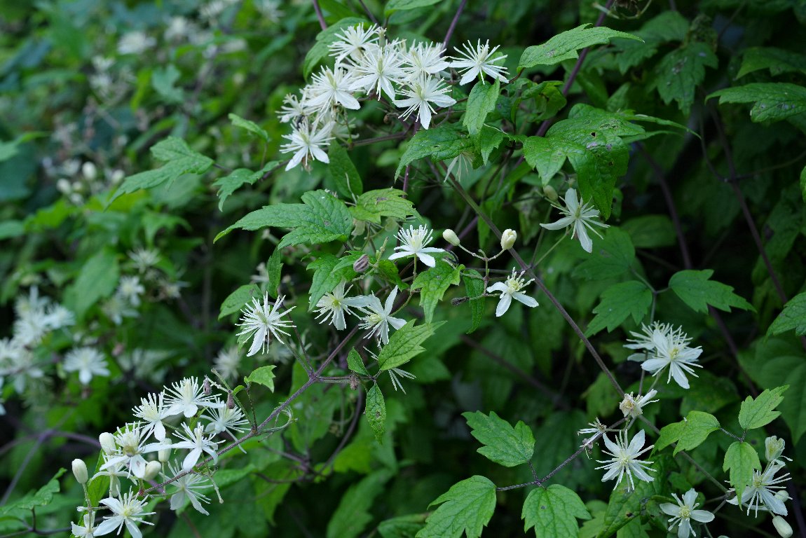 �{�^���d��