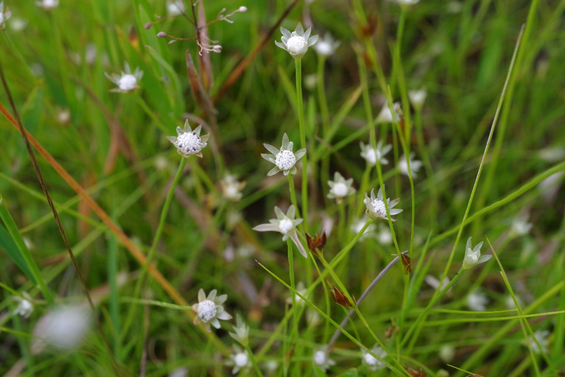 �C�g�C�k�m�q�Q