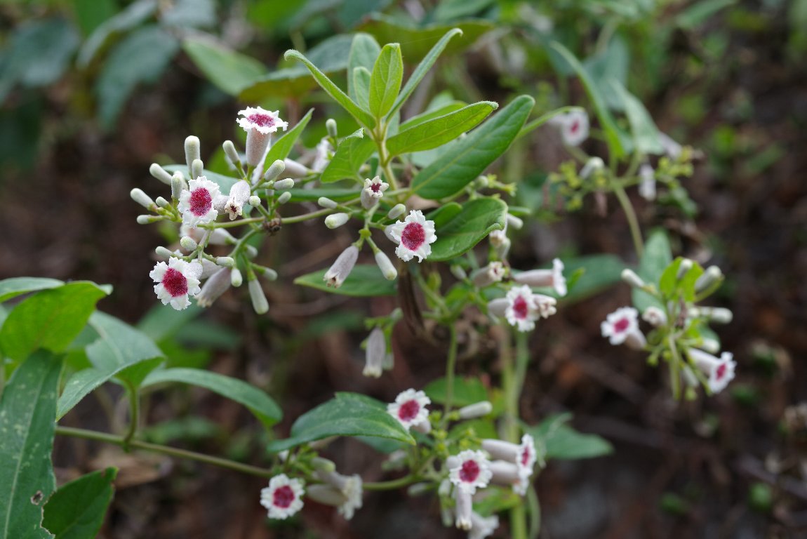 �w�N�\�J�Y��