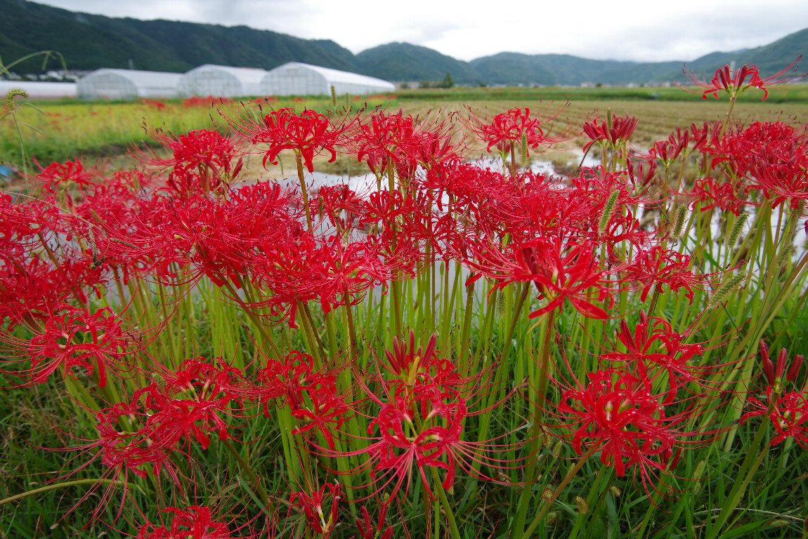 �q�K���o�i