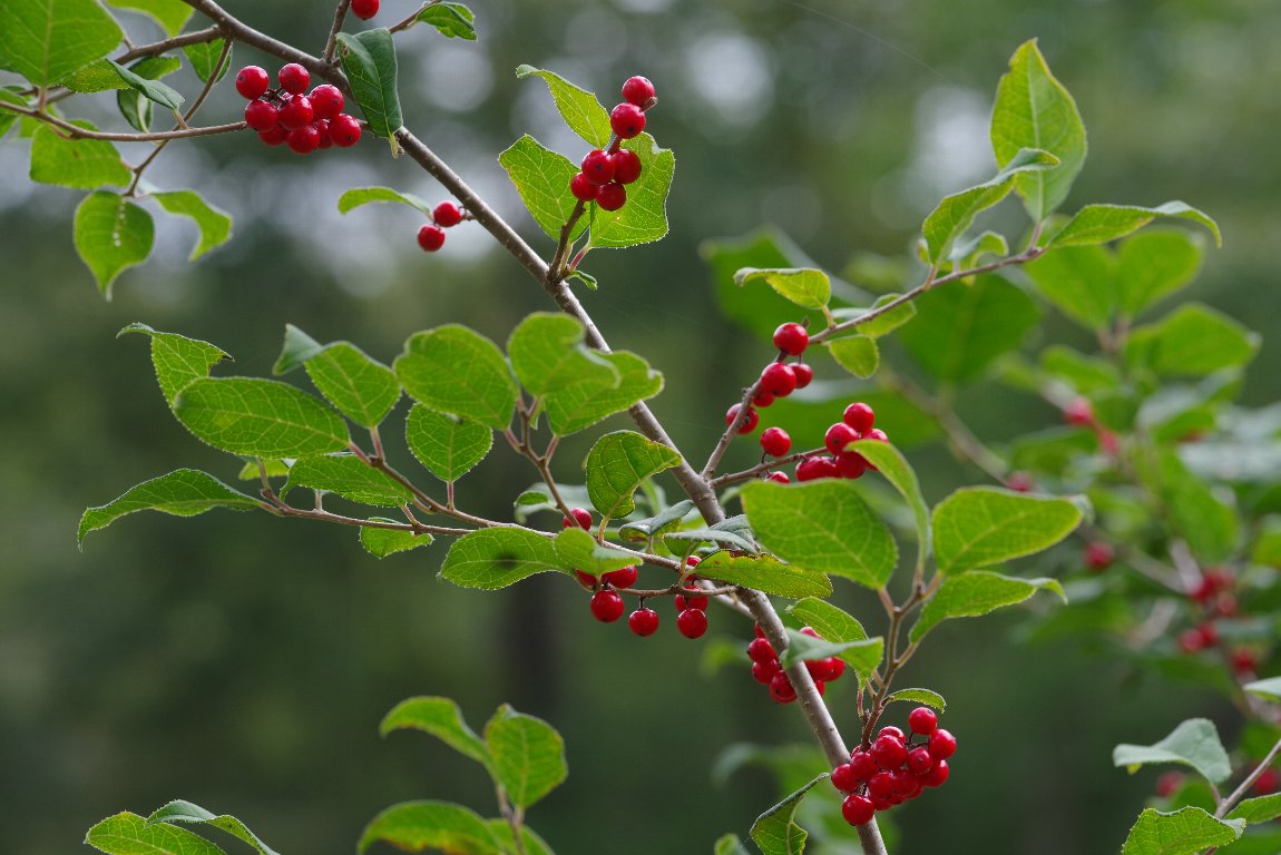 �E�����h�L