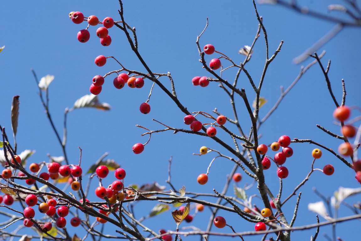 �E���W���m�L