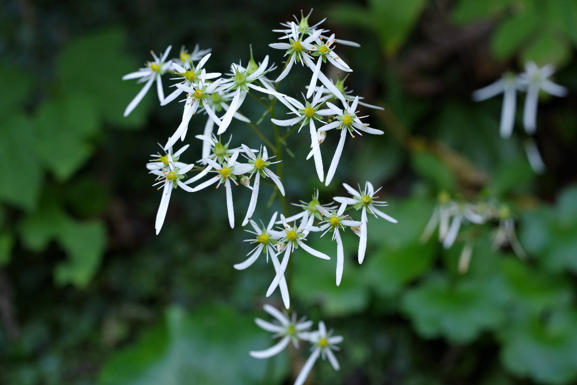 �_�C�����W�\�E