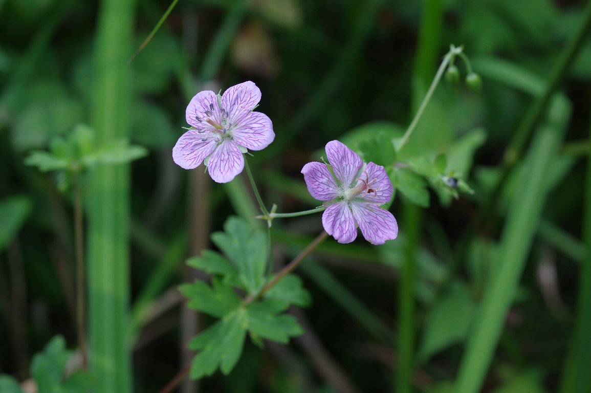 �r�b�`���E�t�E��