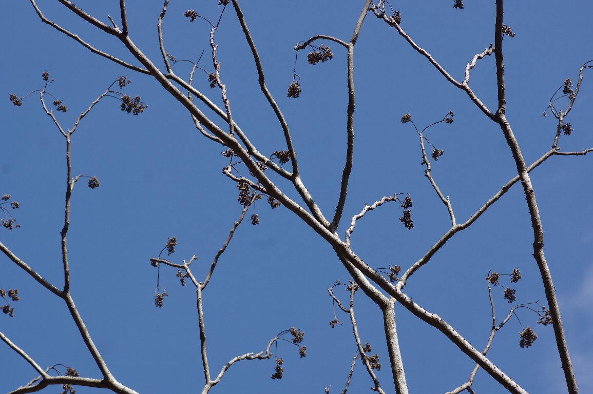 �J���X�U���V���E