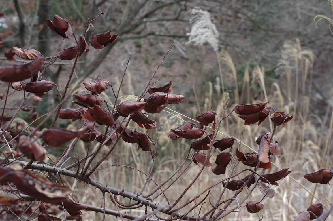 �W���P�c�C�o��