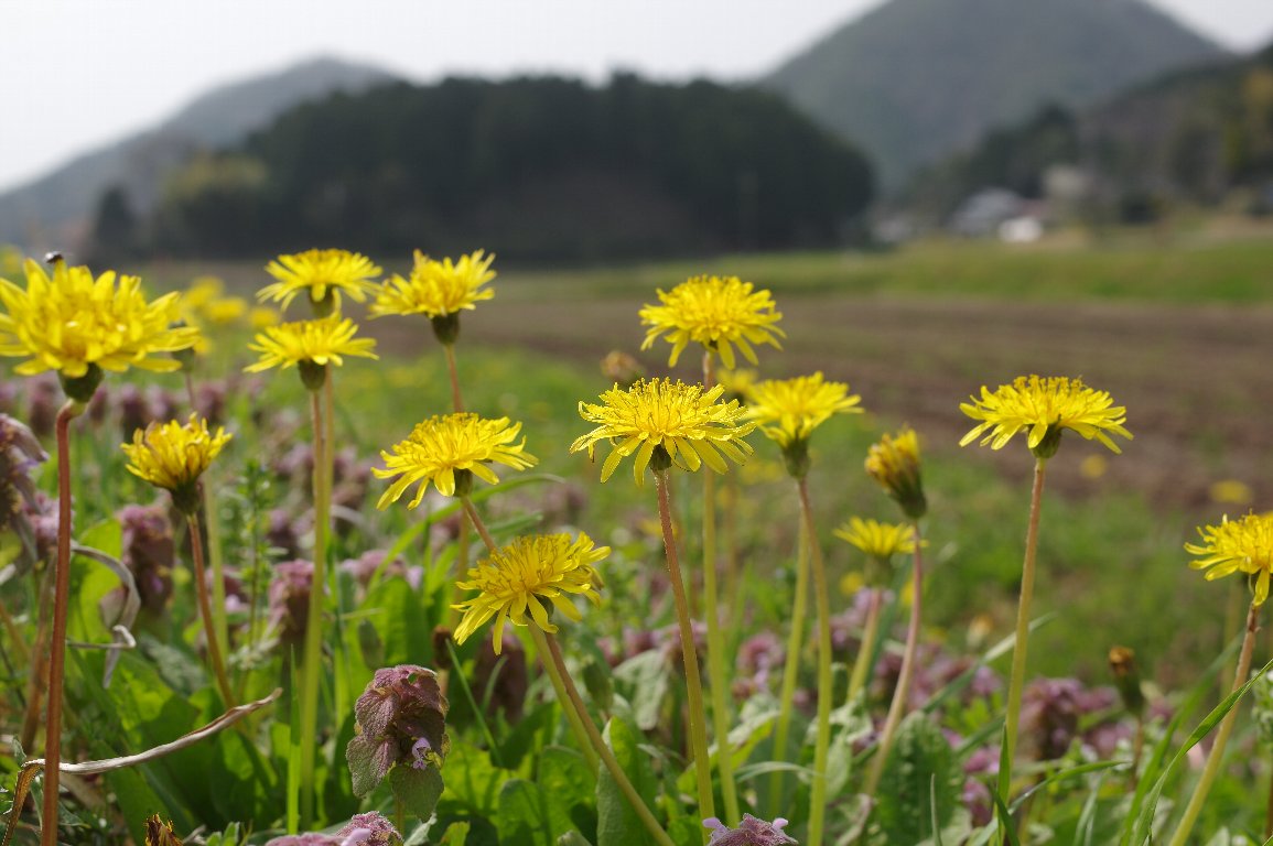 �J���T�C�^���|�|