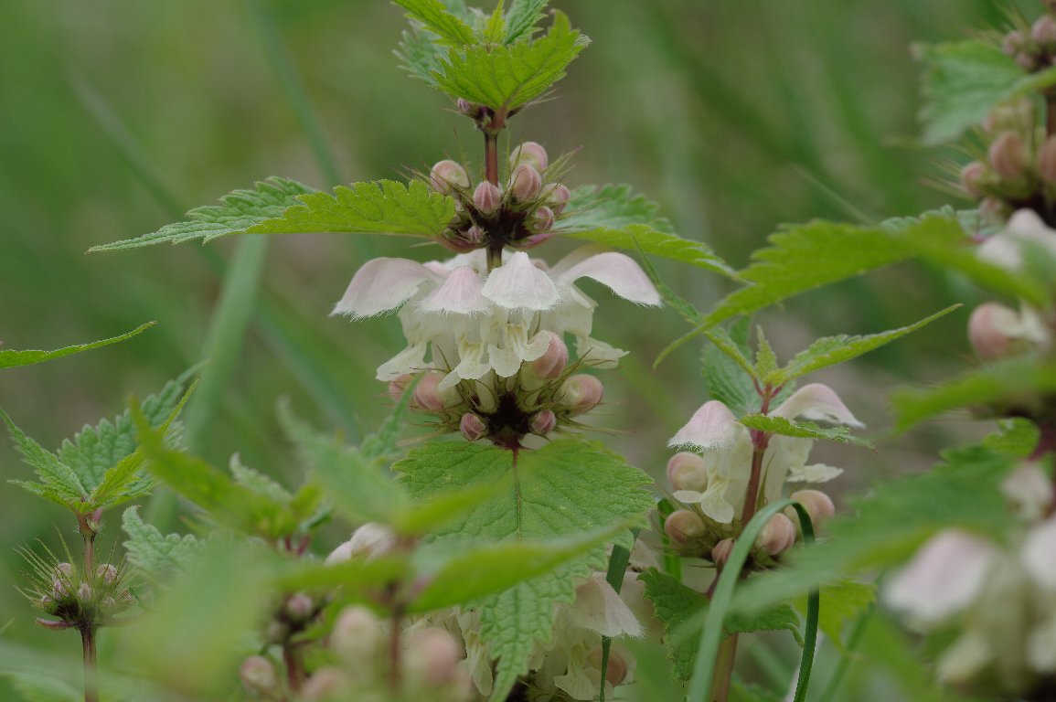 �I�h���R�\�E