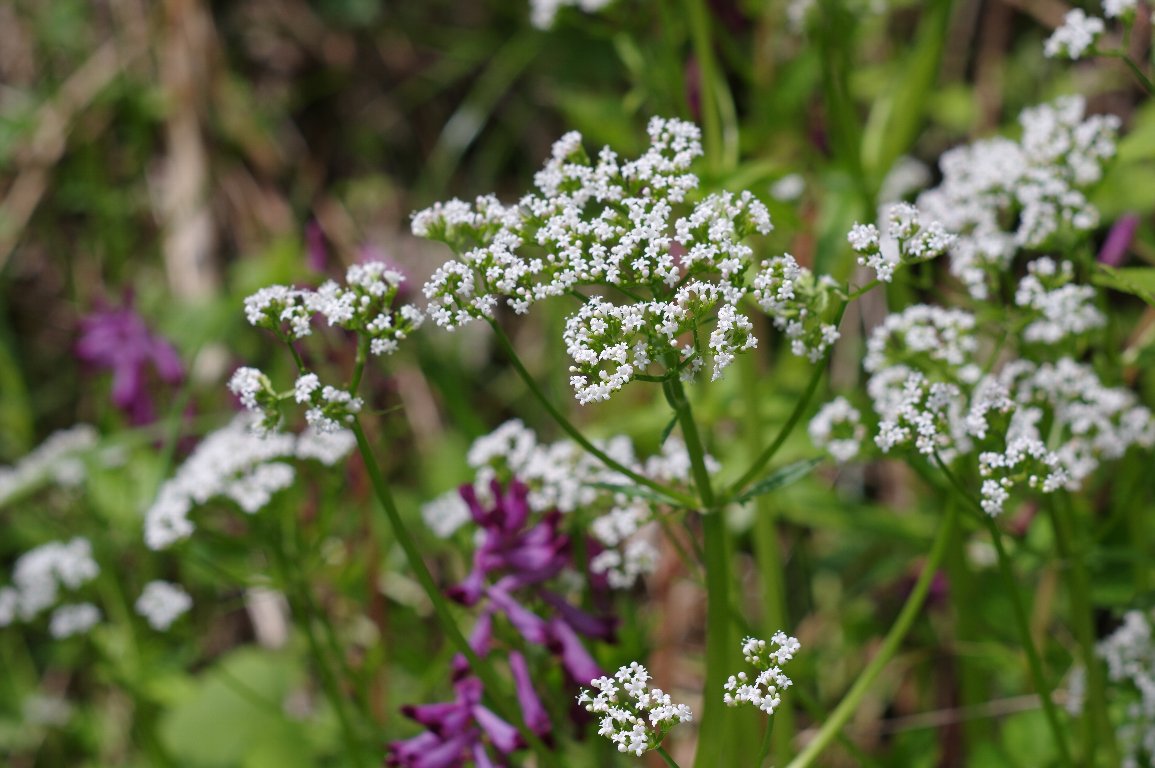 �J�m�R�\�E