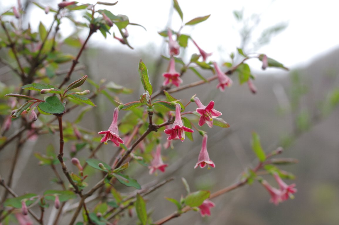 �E�O�C�X�J�O��