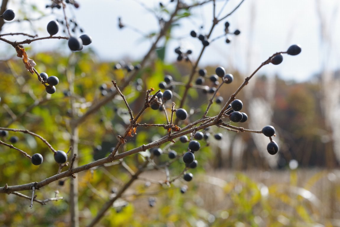 �C�{�^�m�L