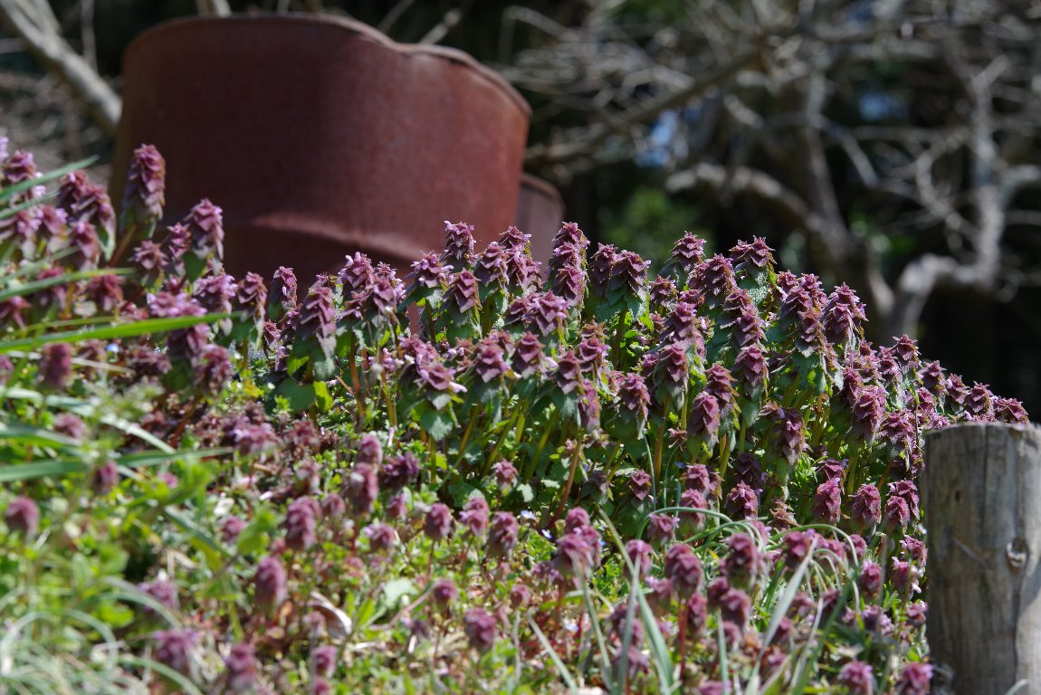 �q���I�h���R�\�E