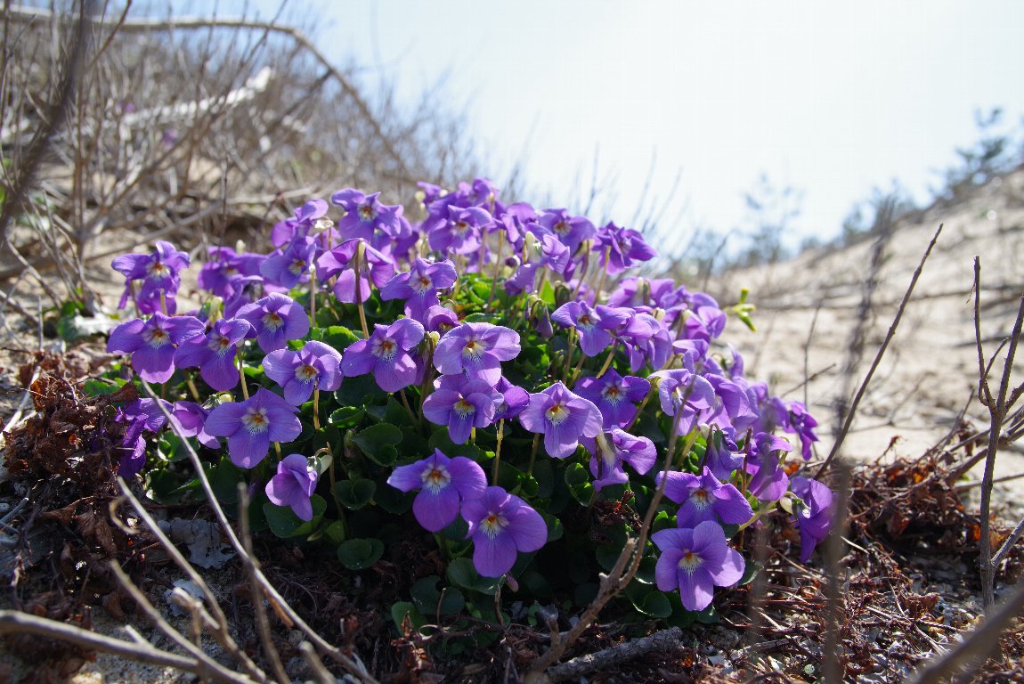 �C�\�X�~��