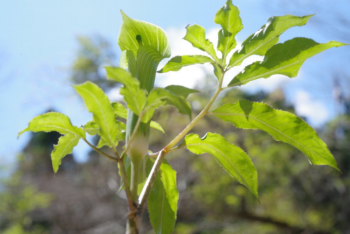 �����E�e���i���V���E