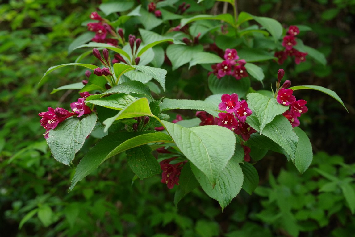 ���u�E�c�M