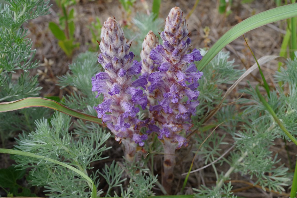 �n�}�E�c�{