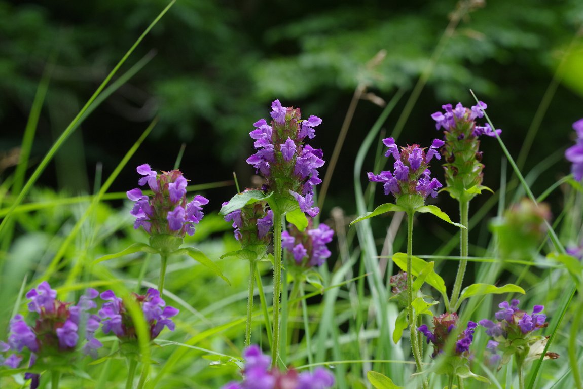 �E�c�{�O�T