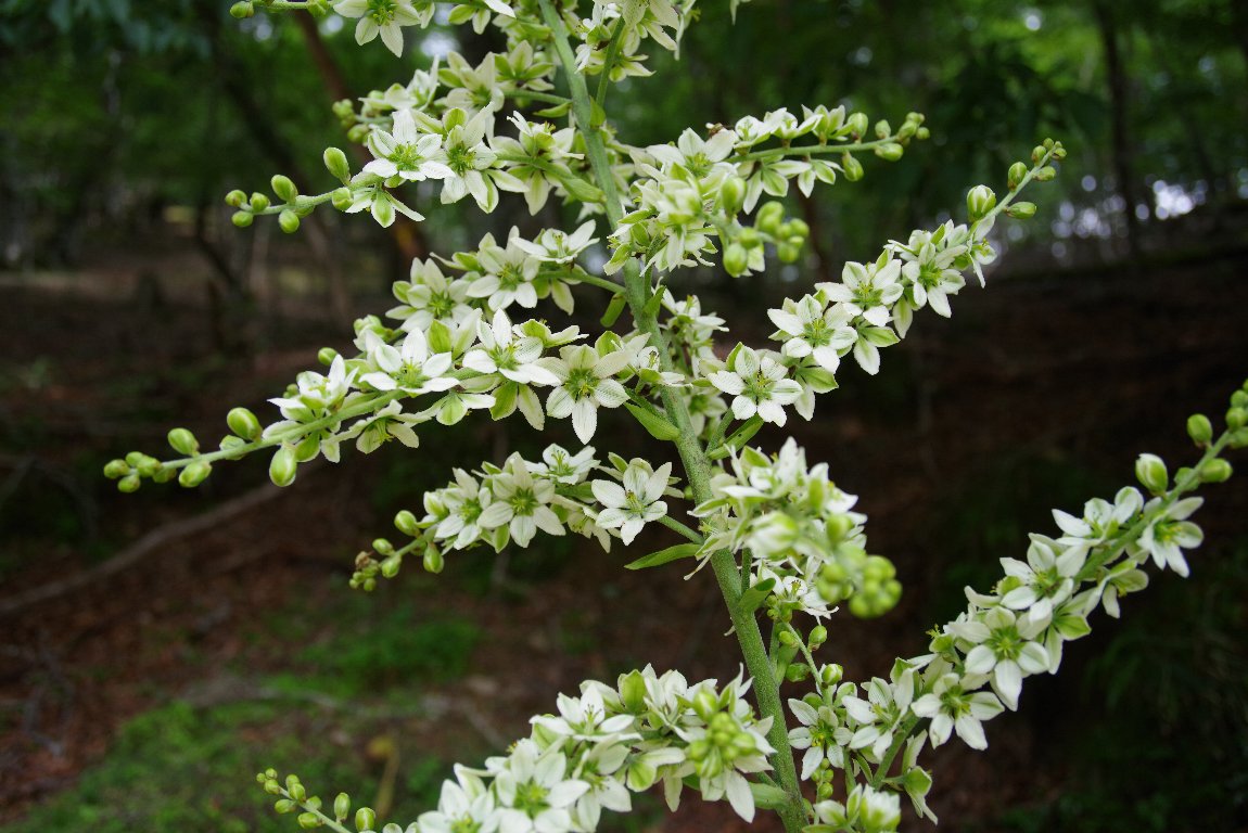 �o�C�P�C�\�E