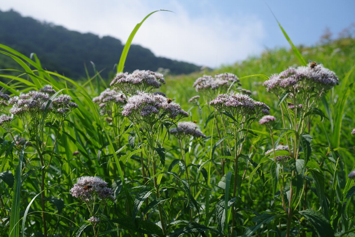 ���c�o�q���h��