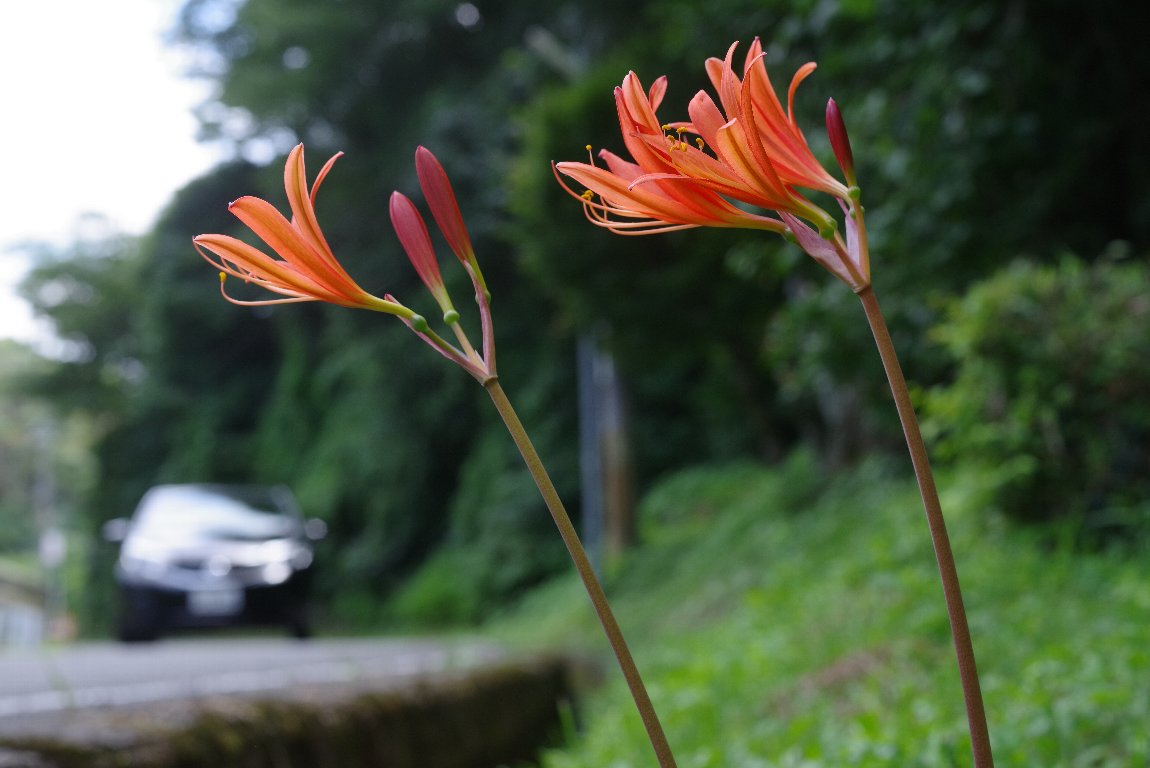 �L�c�l�m�J�~�\��