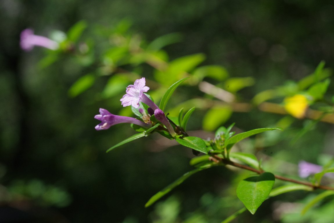 �V�`���E�Q