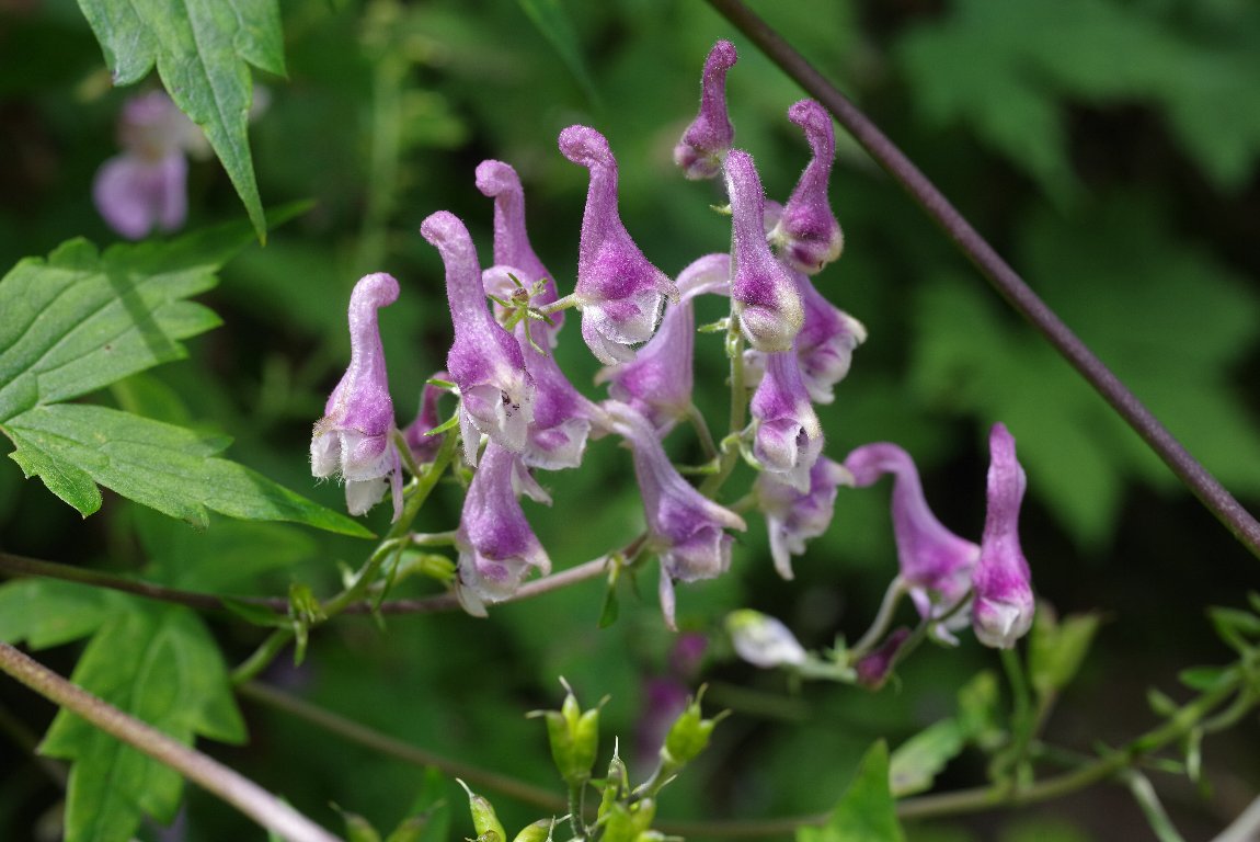 ���C�W���\�E